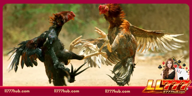 Reasons why players prefer LL777 for live cockfighting