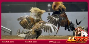 texas-cockfight-ph-the-ultimate-guide-to-professional-sabong-at-ll777